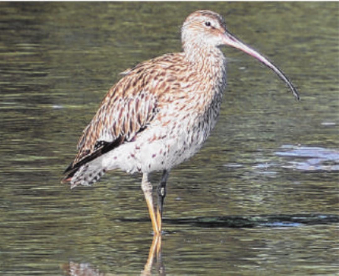 Grosser Brachvogel Foto: P. Häring Grosser Brachvogel Foto: P. Häring