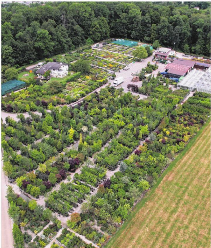 Grün, soweit das Auge reicht: Bei Bauer Baumschulen werden über eine Million Pflanzen pro Jahr produziert, der Grossteil davon in Bottmingen.