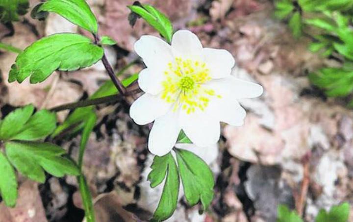 Anemone nemorosa. Foto: M. F.