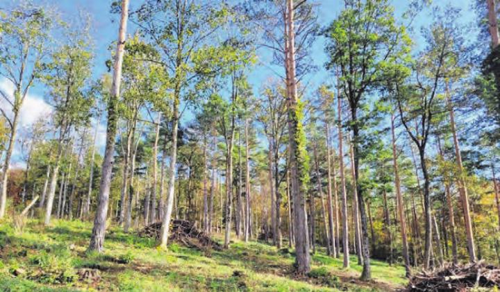 Lichter Wald «Grod» in Himmelried Foto: Josef Borer