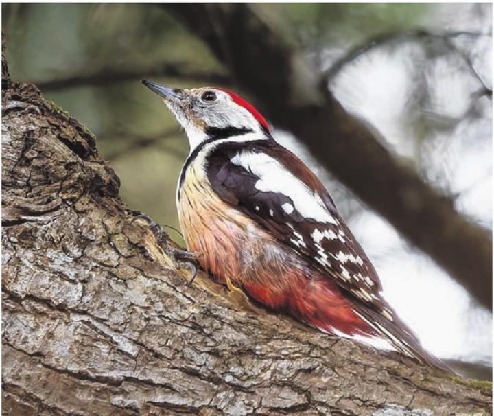 Seltene Vogelarten in Therwil beobachtbar: Mittelspecht (links) und Zaunammer (rechts). 
Fotos: Ilker Aycicek