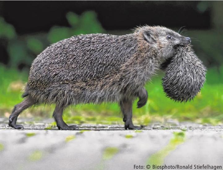 Foto: © Biosphoto/Ronald Stiefelhagen