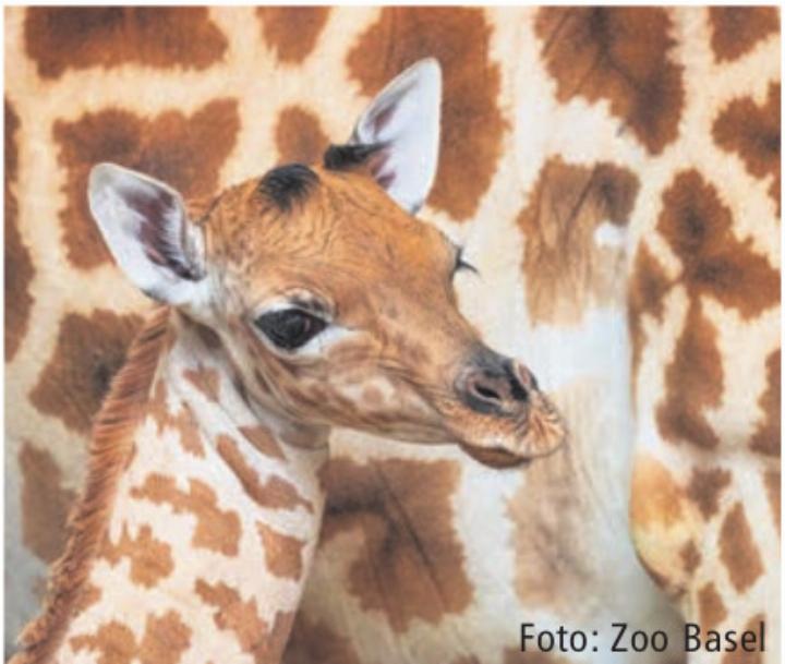 Foto: Zoo Basel Foto: Zoo Basel