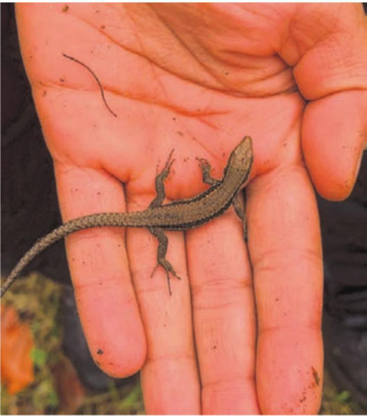 Eine junge Eidechse mitten im steilen Hang.