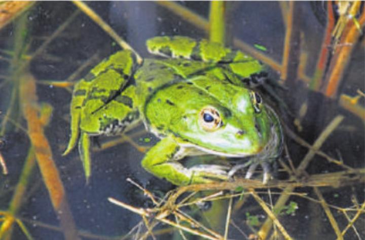 Wasserfrosch im Mooswasen. Foto: P. Häring
