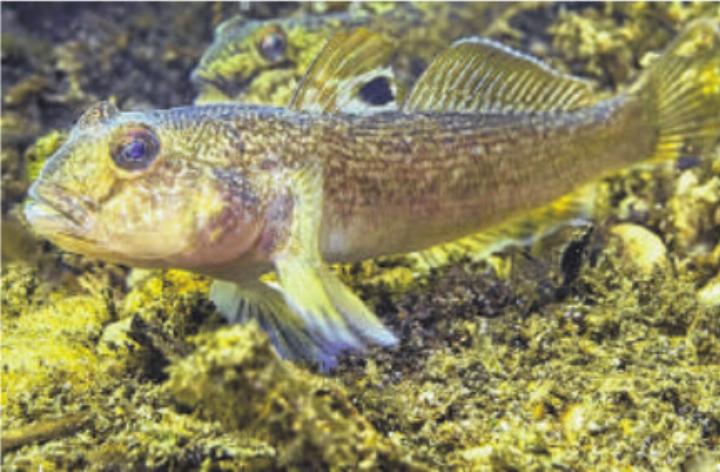 Bedrohen die einheimische Fischfauna im Rhein: invasive Schwarzmeergrundeln.