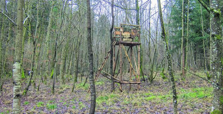 Jagdhochsitz im Wald Foto: © Matthias Sorg
