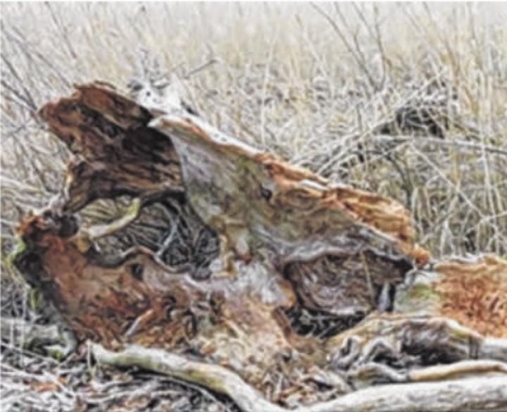 Totholz, Quelle der Verjüngung Foto: Roland Steiner Totholz, Quelle der Verjüngung Foto: Roland Steiner