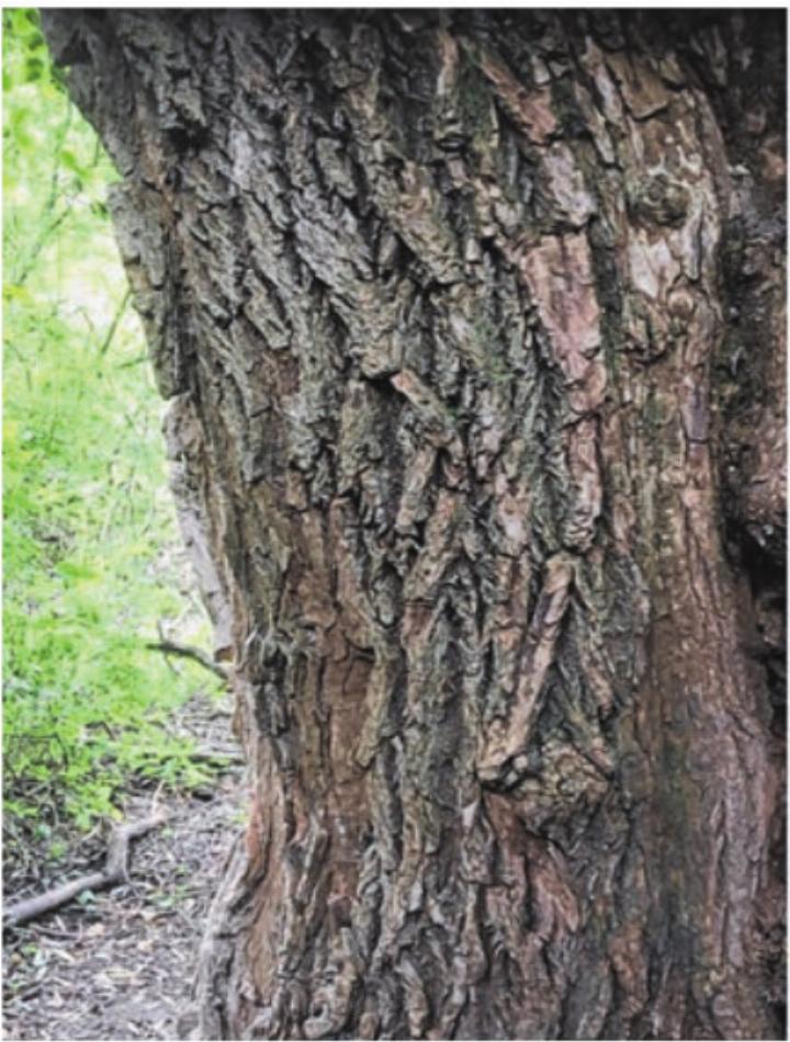 Rinde der Silberweide (Salix alba). Foto M.F.