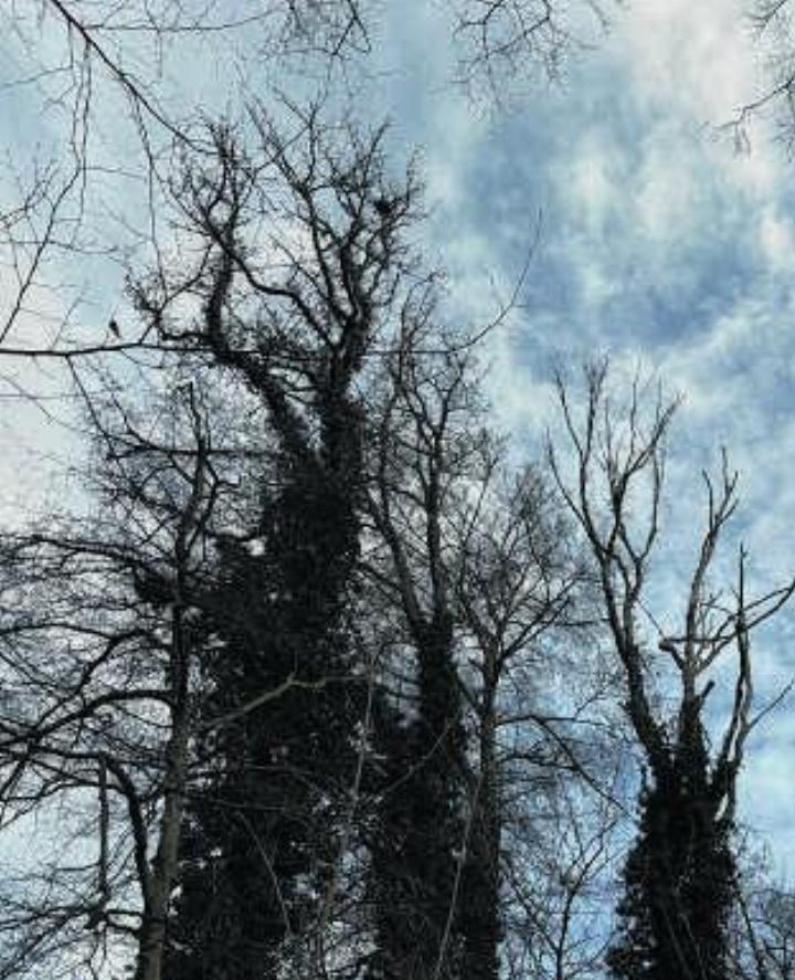 Instabile Eichen im Bereich «Walchenhüsli».