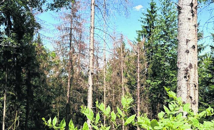 Deutlich sichtbare Spuren des Borkenkäfers: Im Ettinger Wald sind zahlreiche Fichten abgestorben. Foto: zVg