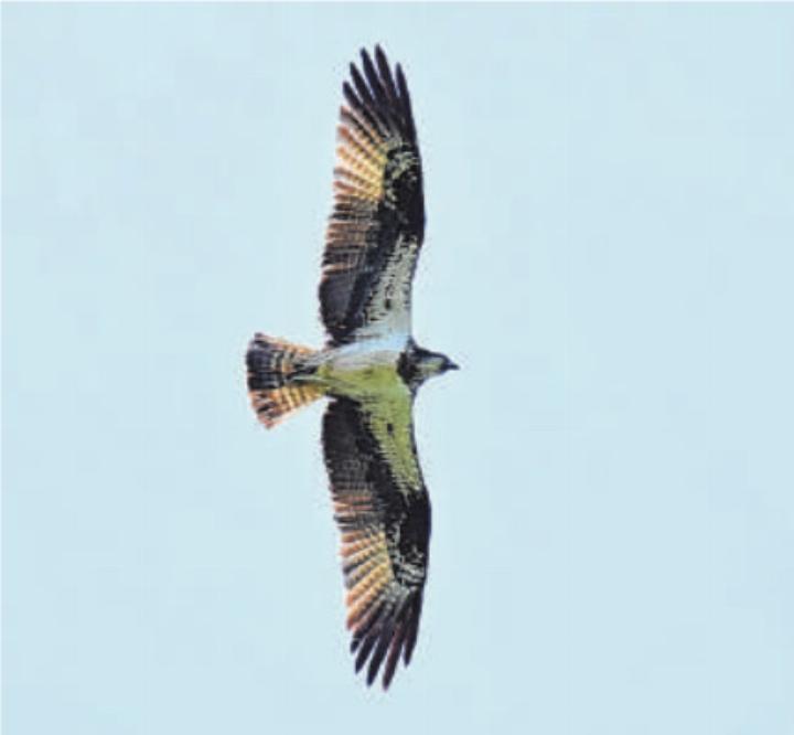 Fischadler über dem Leimental. Foto D. Evans