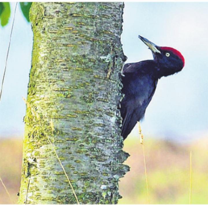 Schwarzspecht: Unsere grösste Spechtart Fotos: H.R. Weiss