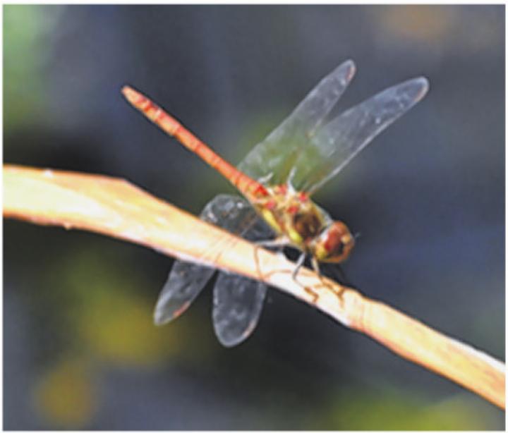 Grosse Heidelibelle im Mooswasen. Foto: Anette von Matt Grosse Heidelibelle im Mooswasen. Foto: Anette von Matt