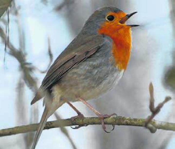 Vogel des Jahres 2025: Rotkehlchen. Foto: Peter Häring