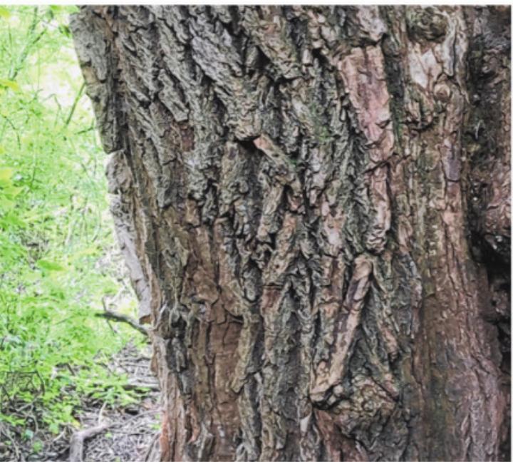 Rinde der Silberweide (Salix alba). Foto: M. Fiechter