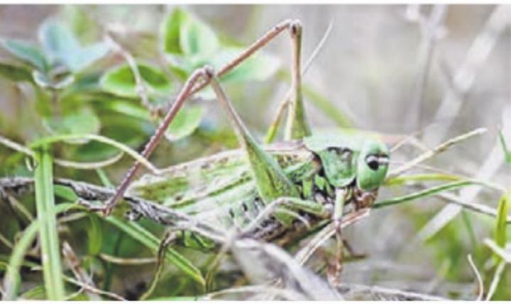 Der Warzenbeisser (Decticus verrucivorus). Der Warzenbeisser (Decticus verrucivorus).