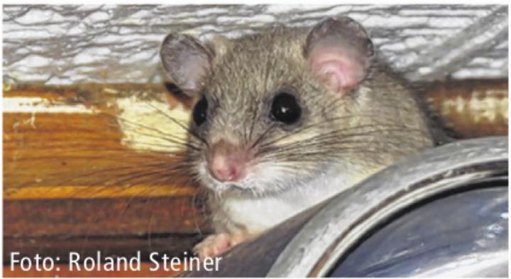 Foto: Roland Steiner Foto: Roland Steiner