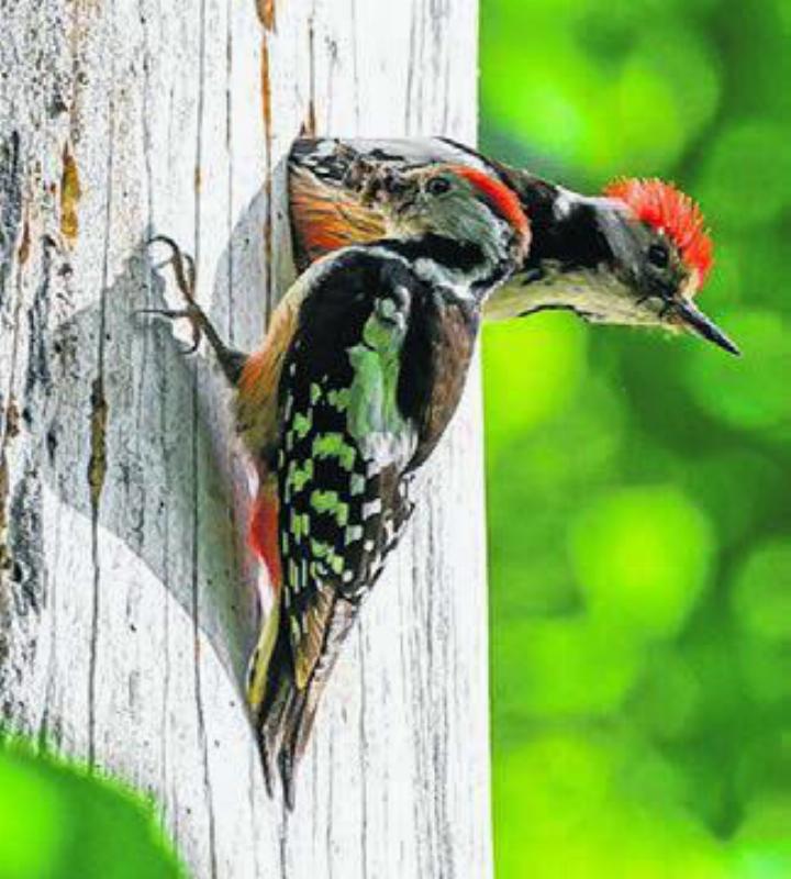 Mittelspecht: Wechsel beim Füttern. Foto: Beat Schaffner