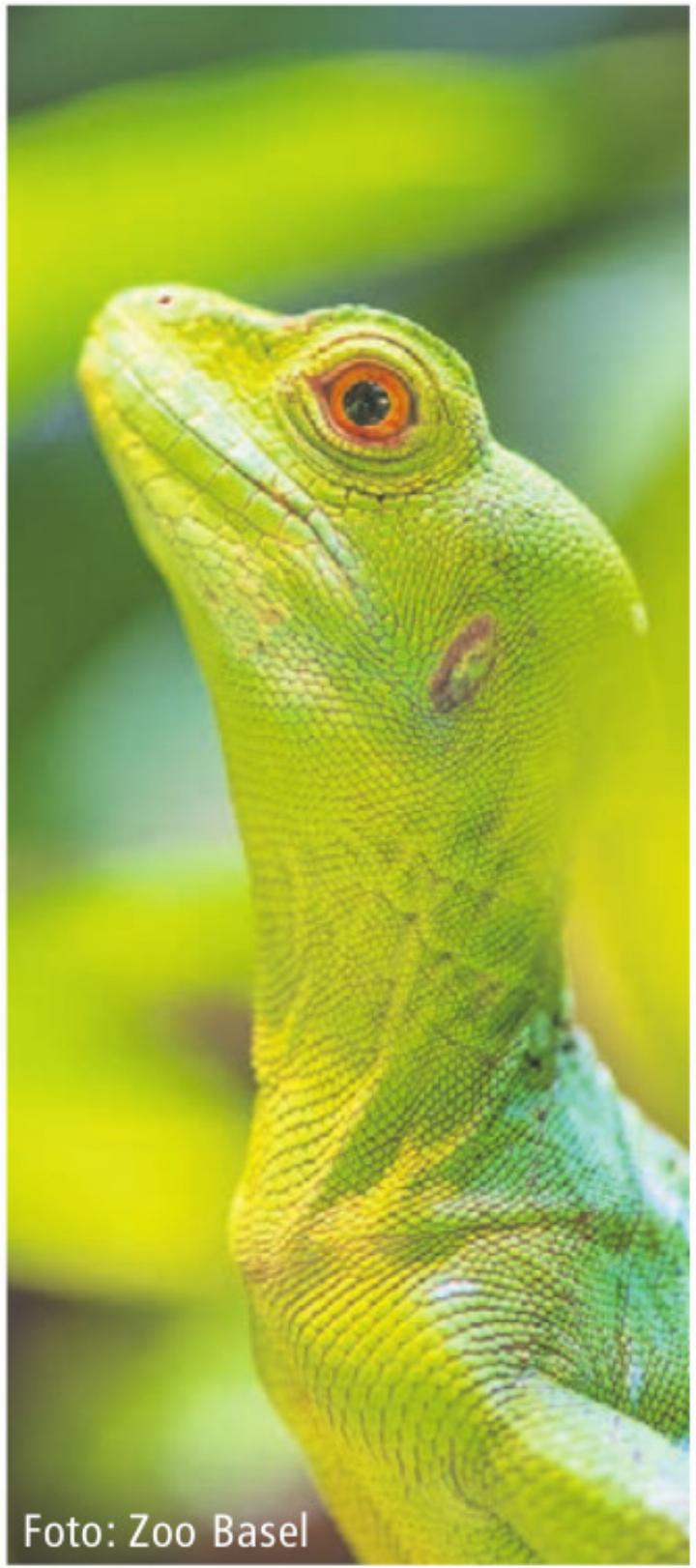 Foto: Zoo Basel Foto: Zoo Basel