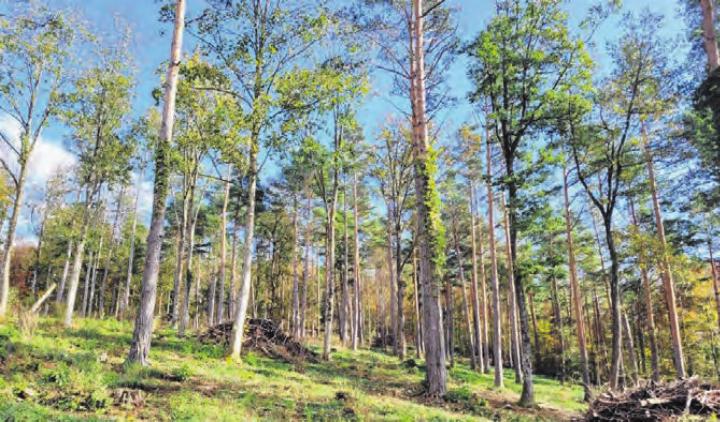 Lichter Wald «Grod» in Himmelried Foto: Josef Borer