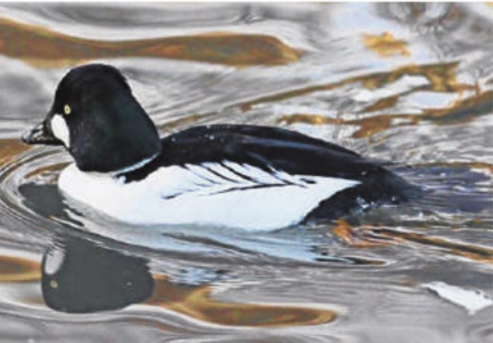 Schellente Foto: H. R. Weiss