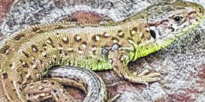 Zauneidechse Foto: Roland Steiner