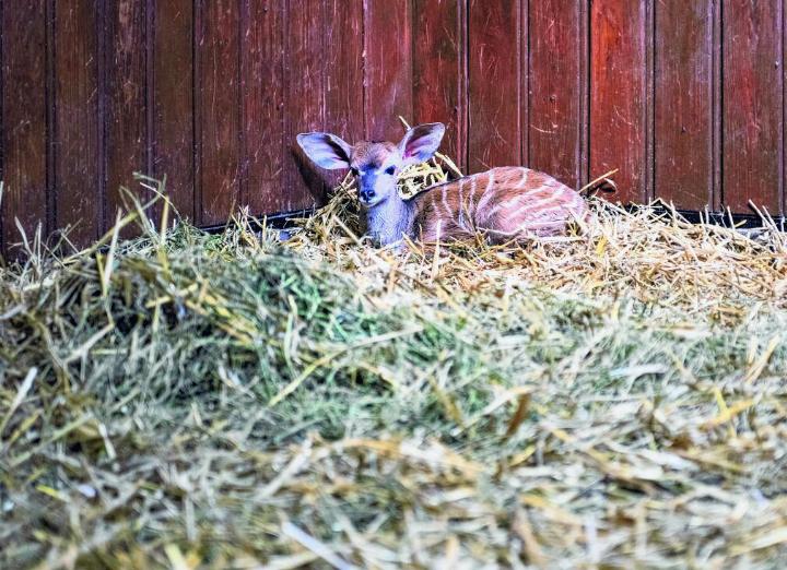 Foto: Zoo Basel