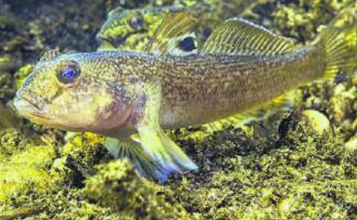 Bedrohen die einheimische Fischfauna im Rhein: invasive Schwarzmeergrundeln.