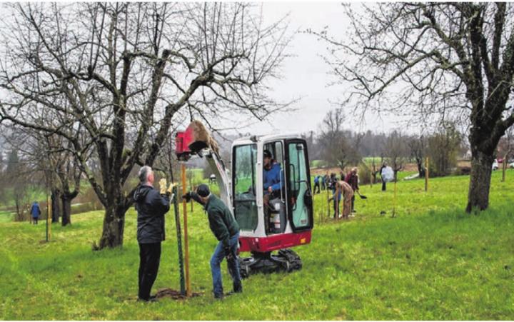 Obstbaumpflanzung neben alten Hochstämmern: Die Baggerschaufel rammt den Schutzpfahl in den Boden. Obstbaumpflanzung neben alten Hochstämmern: Die Baggerschaufel rammt den Schutzpfahl in den Boden.
