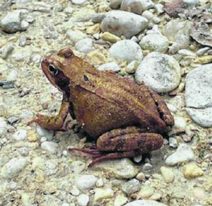 Grasfrosch mit dem typischen dunklen Fleck hinter dem Auge. Foto: Melitta Spiess
