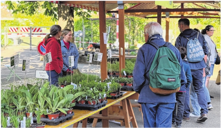 Reges Interesse am Wildpflanzen- und Kräutermarkt in Bottmingen. Foto: Nathalie Reichel