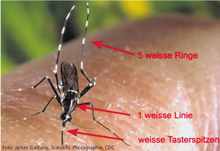 Foto: James Gathany, Scientific Photographer, CDC
