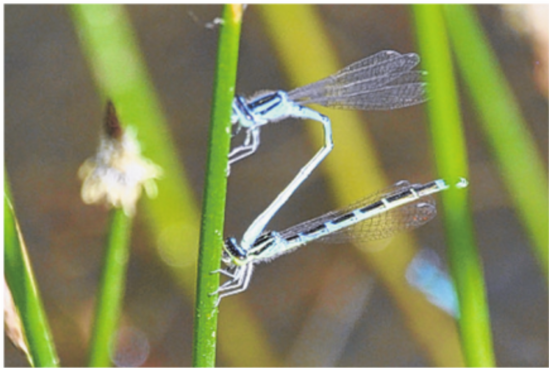 Gabel-Azurjungfer Tandem. Gabel-Azurjungfer Tandem.