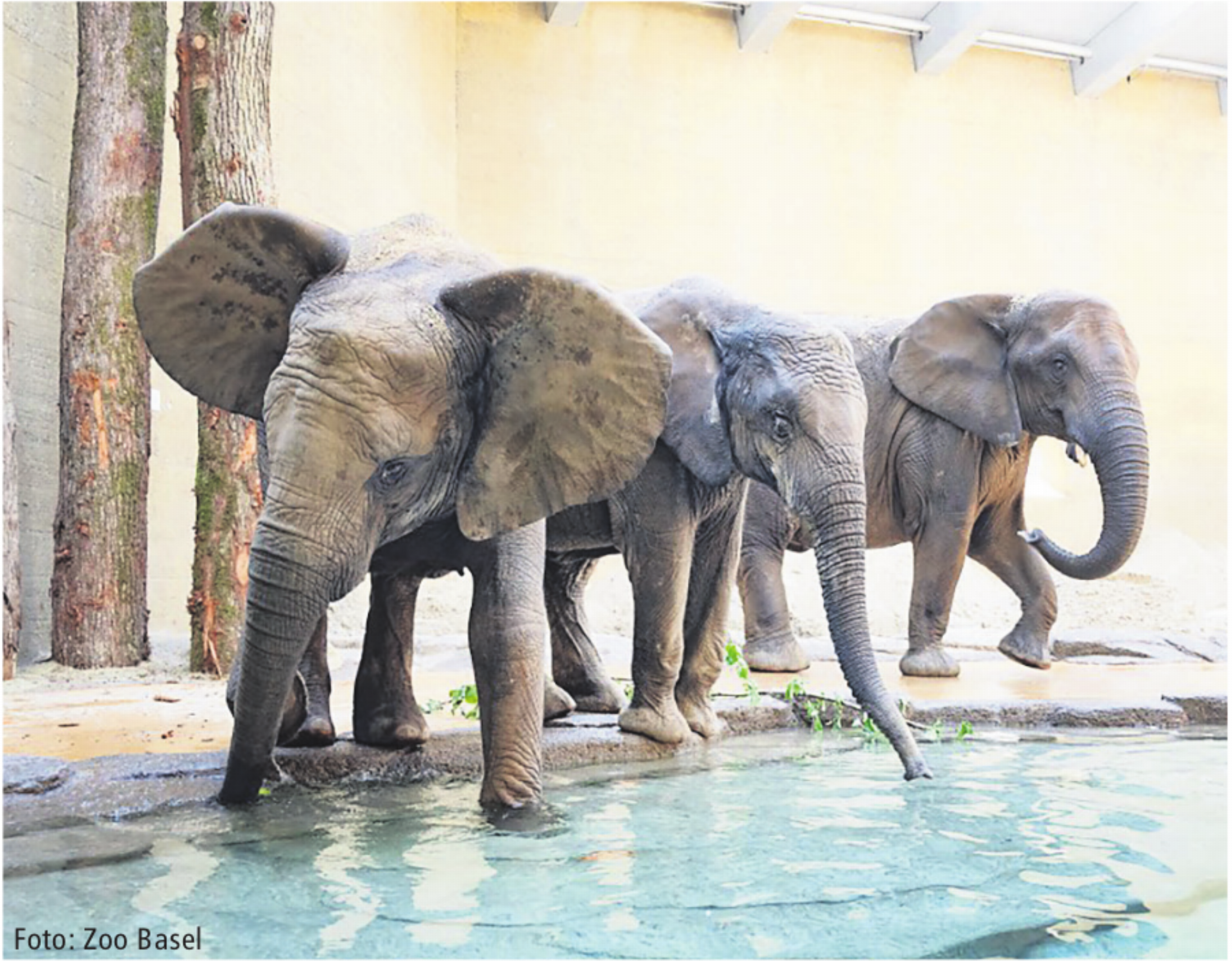 Neue Elefantengruppe im Zoo Basel - Das Bild wird blockiert. – Möglicherweise durch einen aktiven Adblocker.