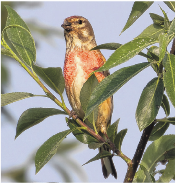 Häufig und doch wenig bekannt: Bluthänfling Foto: Ilker Aycicek Häufig und doch wenig bekannt: Bluthänfling Foto: Ilker Aycicek