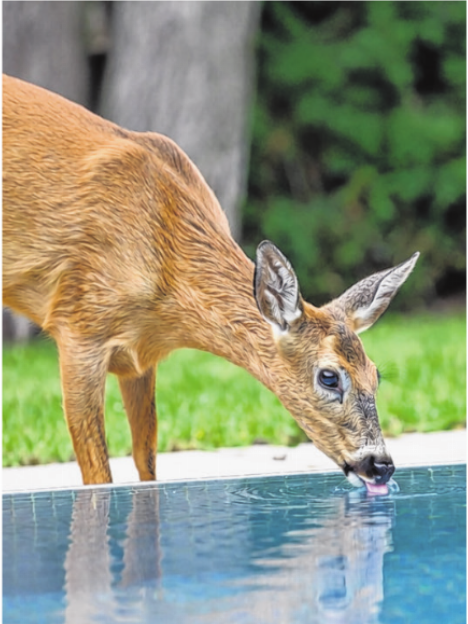 Durst kann tödlich enden: Private Pools für Wildtiere sichern - Das Bild wird blockiert. – Möglicherweise durch einen aktiven Adblocker.
