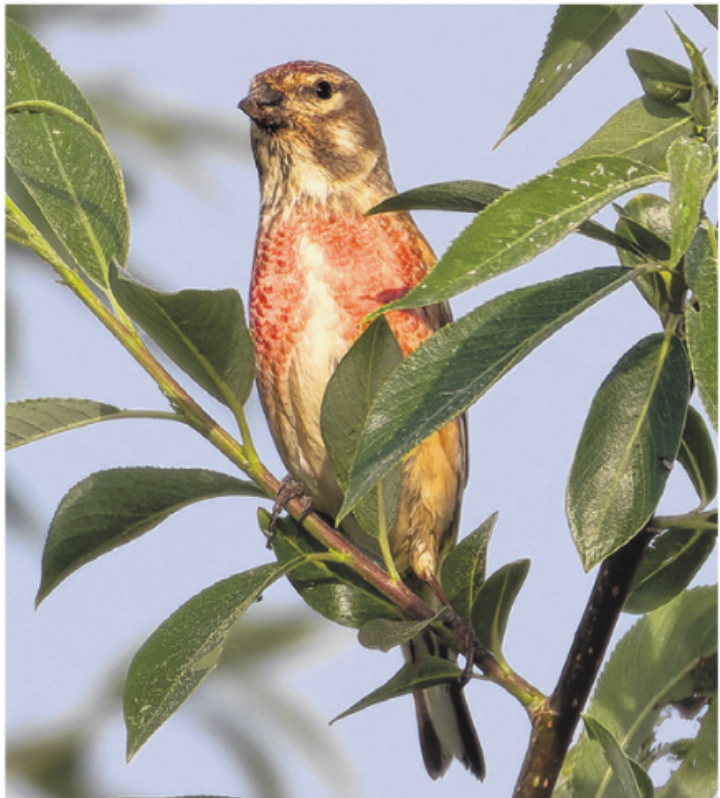 Häufig und doch wenig bekannt: Bluthänfling Foto: Ilker Aycicek Häufig und doch wenig bekannt: Bluthänfling Foto: Ilker Aycicek