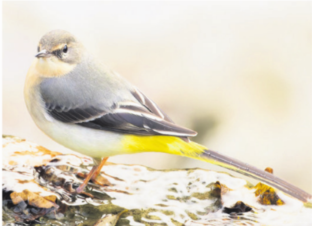 Mit langem Schwanz: Gebirgsstelze Foto: Ilker Aycicek Mit langem Schwanz: Gebirgsstelze Foto: Ilker Aycicek
