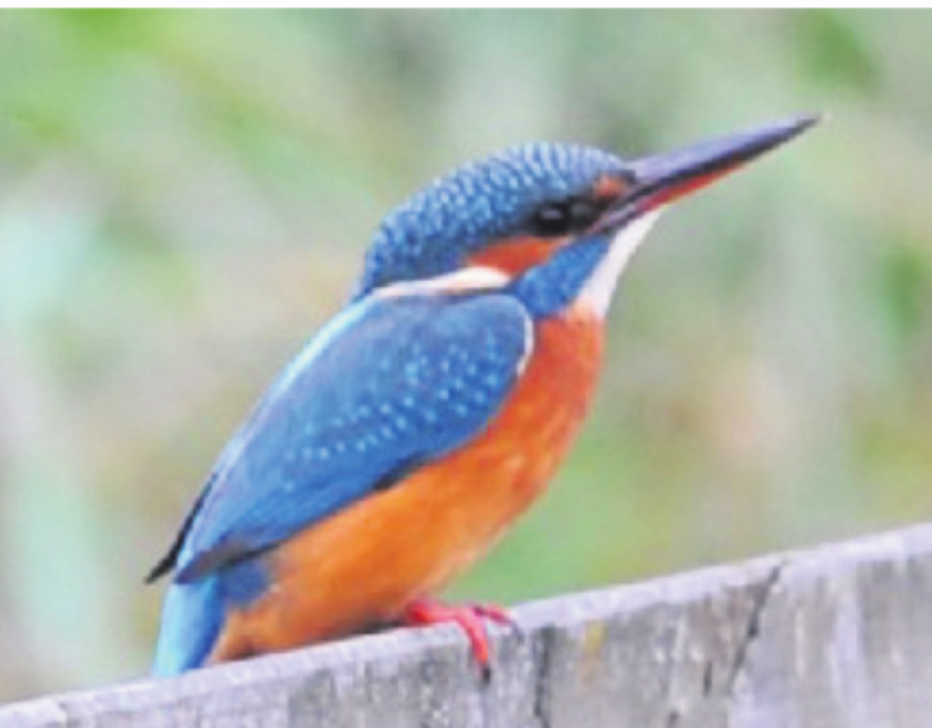 Was fliegt denn da? - Das Bild wird blockiert. – Möglicherweise durch einen aktiven Adblocker.