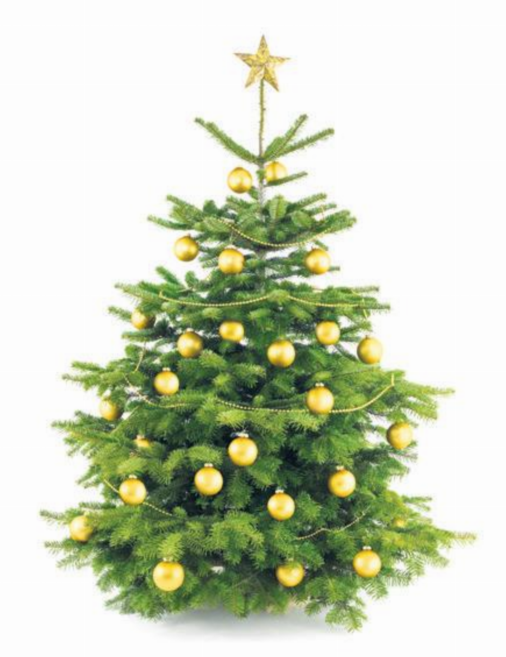 Weihnachtsbaum gesucht - Das Bild wird blockiert. – Möglicherweise durch einen aktiven Adblocker.