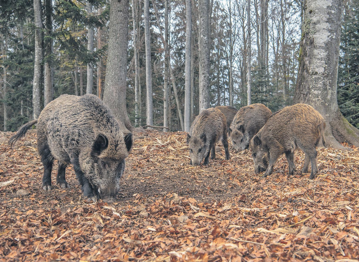 Wildschweine trifft man meist nicht einzeln an. In Gruppen ziehen sie durch Wald und Felder. Foto: Adobe Stock