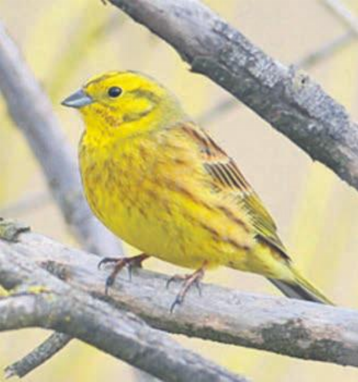Brütet gerne in Hecken: die selten gewordene Goldammer. Foto: H.R. Weiss